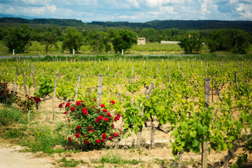 Fototapeta na wymiar Panoramic shot rows summer vineyard scenic landscape, plantation, beautiful wine grape branches and roses, sun, sky in Provence, France. Concept autumn grapes harvest, nature agriculture background