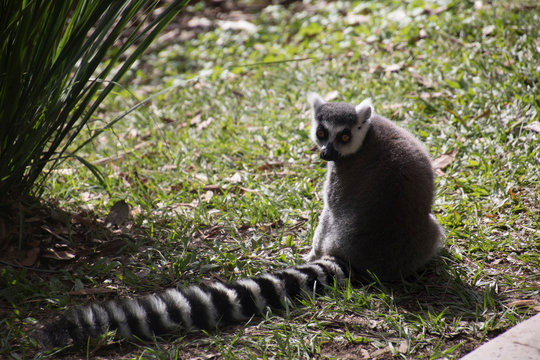 Photo of a Lemur