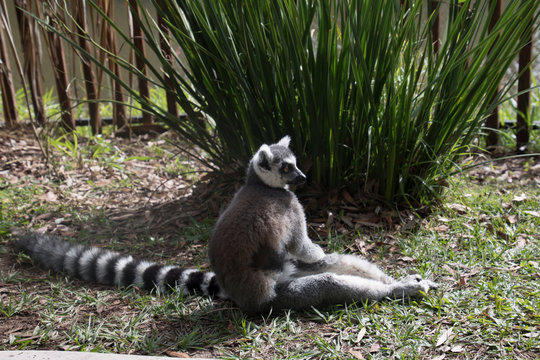 Photo of a Lemur