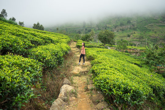 Back view of unrecognizable female in casual clothes enjoying walking on rural road in tea field Haputale in Sri Lanka