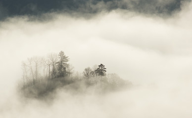 forest in the clouds