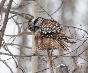 Norther Hawk Owl in Winter