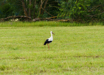 Obraz na płótnie Canvas A lone stork wanders through a village field looking for food.