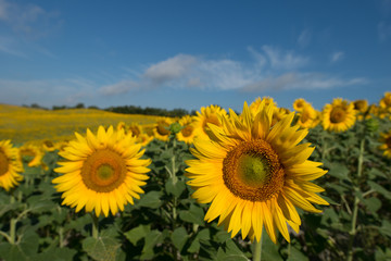 Fototapeta premium girasoli