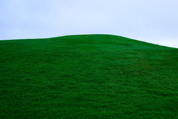 Green grass fresh field lawn isolated on sky background