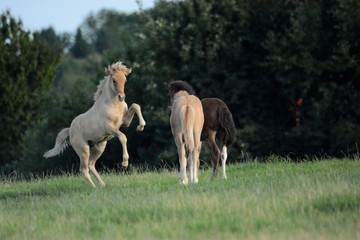 Obraz na płótnie Canvas young horses in nature