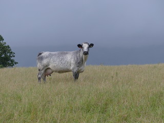 Lone Cow
