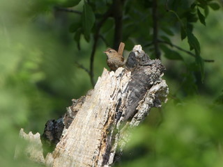 Robin on a branch