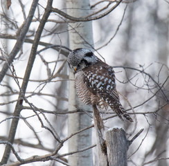 Norther Hawk Owl in Winter