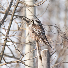 Norther Hawk Owl in Winter