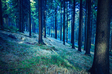 the evergreen forest