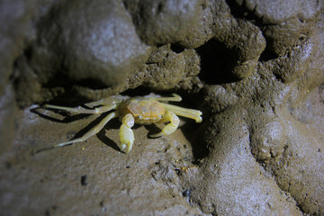Yogyakarta, Indonesia, 09/04/2014. Sesamoides Jacobsoni is a cave biota that lives in the Karst area of Gunung Sewu. This type of crab was first discovered by Edward Jacobson in 1911.