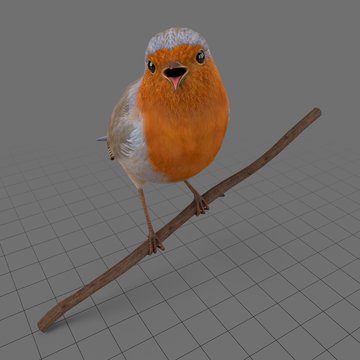 European robin singing