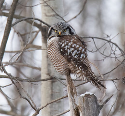 Norther Hawk Owl in Winter