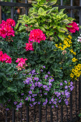 Flower pot with pink geranium flowers and other flowers on the fence.