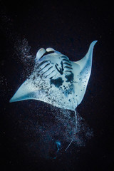 Night Dive with Manta Rays in Kona, Hawaii