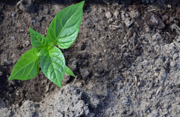 Small shoot of bell pepper with green leaves on a background of fertile soil