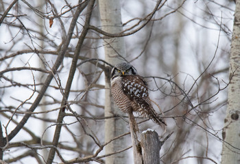 Norther Hawk Owl in Winter