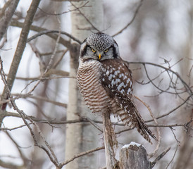 Norther Hawk Owl in Winter