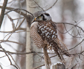 Norther Hawk Owl in Winter