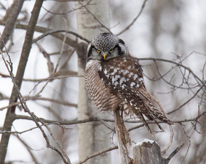Norther Hawk Owl in Winter