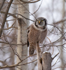 Norther Hawk Owl in Winter