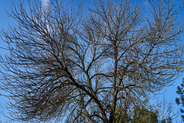 tree branches against the blue sky