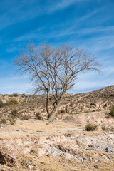  Dry tree in the mountains of Tucum&aacute;n, Argentina
