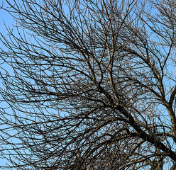 tree branches against the blue sky