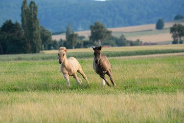 young horses in nature