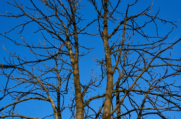 tree branches against the blue sky