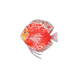 Discus fish. Hand drawing sketch. Black outline on white background. Watercolor illustration can be used in greeting cards, posters, flyers, banners, logo, further design etc.