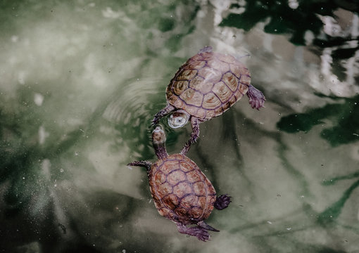 From above turtles swimming in clean water of calm lake in nature
