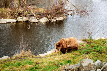 Obraz na płótnie Canvas Braunbär in der Wildnis an einem See