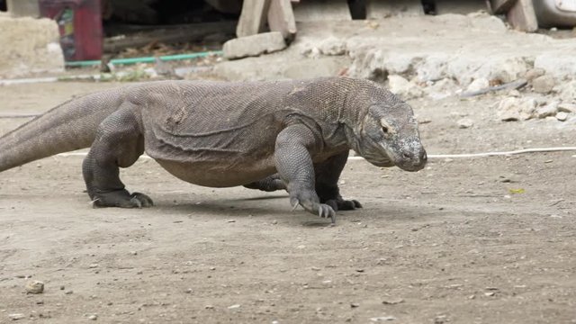 Huge Komodo dragon (Veranus komodoensis) walking and sticking out its tongue in slow motion on Rinca island, Komodo National Park, East Nusa Tenggara, Indonesia