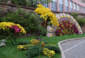 Colorful mum display in front of the medieval town wall during the Chrysanthema a annual Chrysanthemum Festival in Lahr, Germany