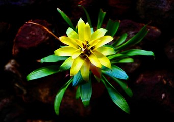 exotic yellow lotus flower 
