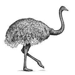 black and white engrave isolated ostrich illustration