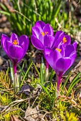 Three lilac crocuses on a flowerbed in the garden, close-up