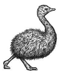 black and white engrave isolated ostrich illustration