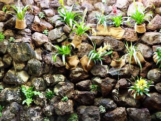 living wall vertical garden concept 