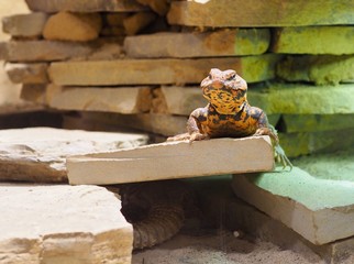 lizard on a platform inside a vivarium 
