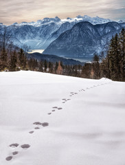 Fototapeta na wymiar Rabbit tracks in a mountain landscape.
