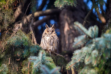 Obraz premium Owl sit in a tree and looking on the the camera