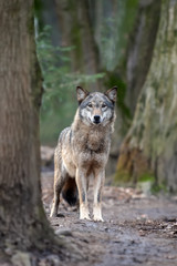 Close up timber wolf in forest