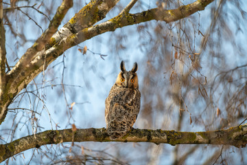 Owl sit in a tree and looking on the the camera