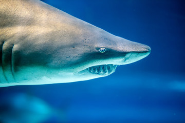 Underwater great white shark