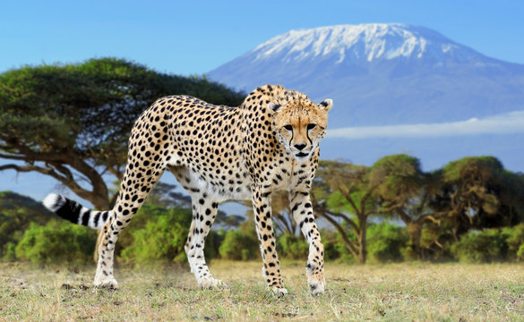 Wild african cheetah on Kilimanjaro background