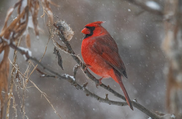 Northern Cardinal in Winter Snowfall
