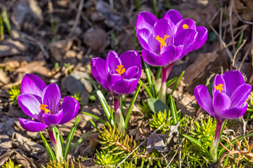 Fototapeta premium Lilac crocuses on a flowerbed in the garden, close-up